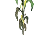 PlantedCorn3Harvest