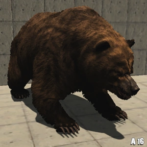 Bear