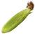 FoodCropCorn
