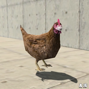 AnimalChicken