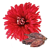 PlantedChrysanthemum1