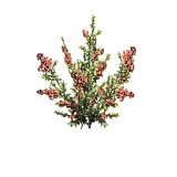 PlantedCoffee3Harvest