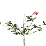 PlantedChrysanthemum3Harvest