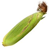 FoodCropCorn