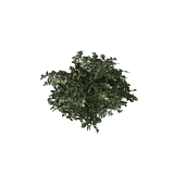 PlantedBlueberry3Harvest