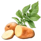 PlantedPotato1