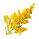 PlantedGoldenrod3HarvestPlayer