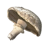 FoodCropMushrooms