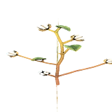 PlantedCotton3Harvest