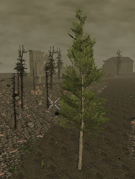 PlantedMountainPine19m