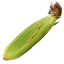 FoodCropCorn