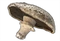 Mushrooms