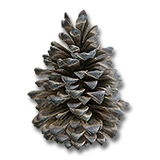 TreePlantedMountainPine1m