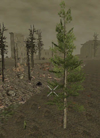 PlantedMountainPine13m