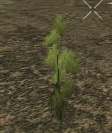 PlantedMountainPine1m