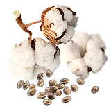 PlantedCotton1