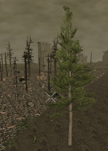 PlantedMountainPine16m