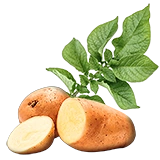 PlantedPotato1