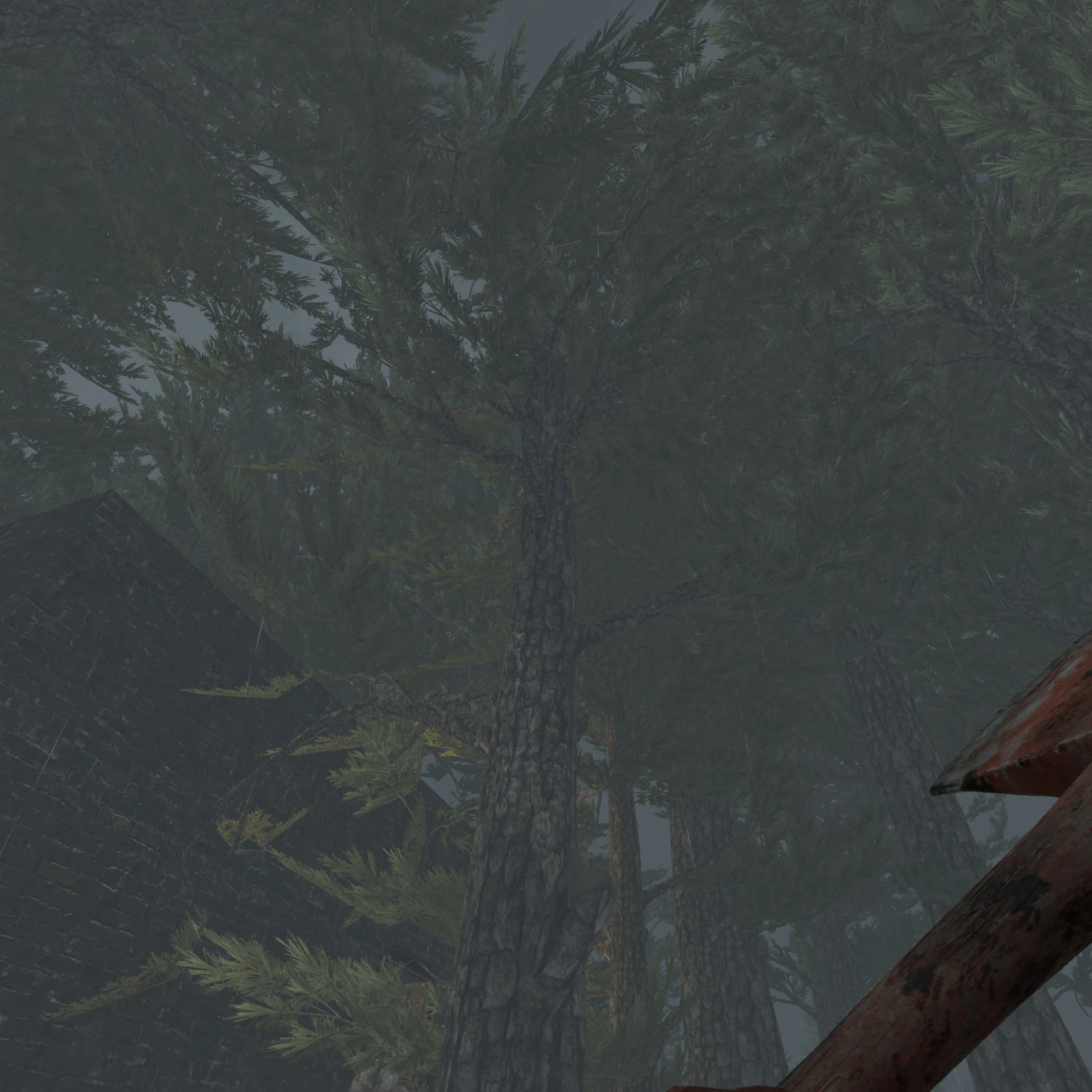 Дерево обычное среднее