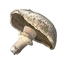 FoodCropMushrooms