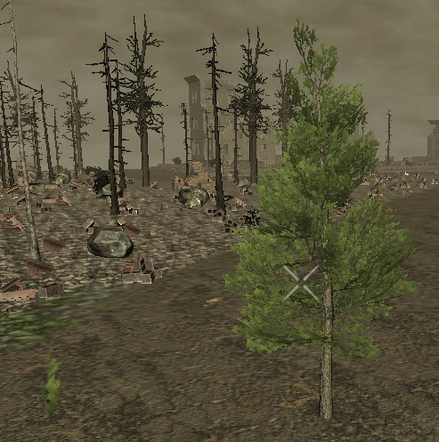 PlantedMountainPine6m