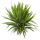 PlantedYucca3Harvest