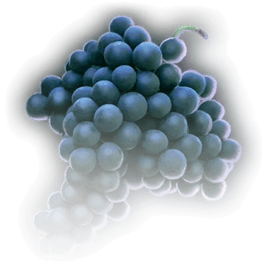 Пурпурный виноград