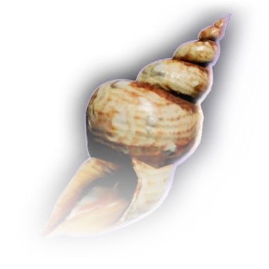 Раковина моллюска