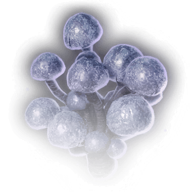 Синешляпник