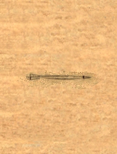 Bolt of Biting item artwork BG2