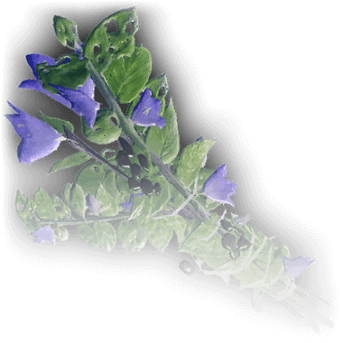 Бледная мята