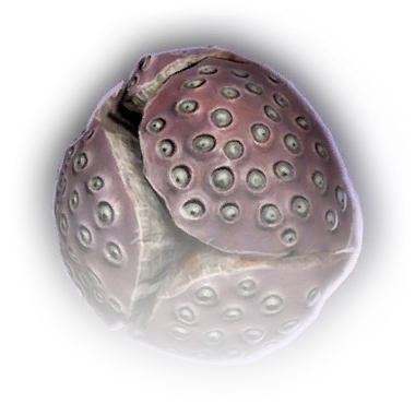 Граната Пустотный клубень