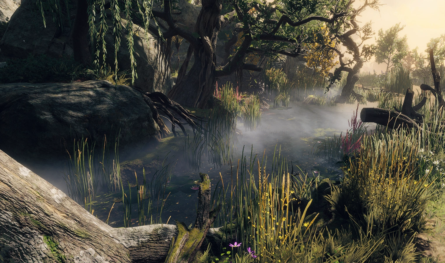 Залитые солнцем болота 0