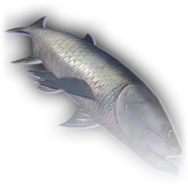 FOOD Fish (Big) Faded