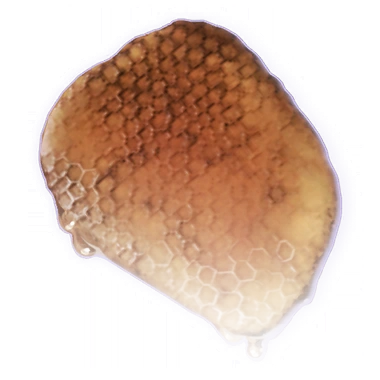 Медовые соты