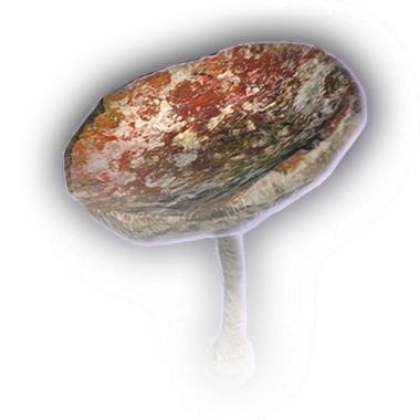 Гнилой гриб