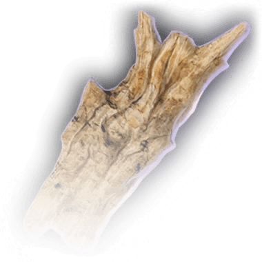 Кора суссура