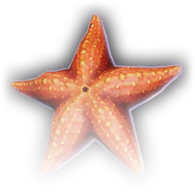 Морская звезда