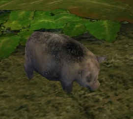 Pig1