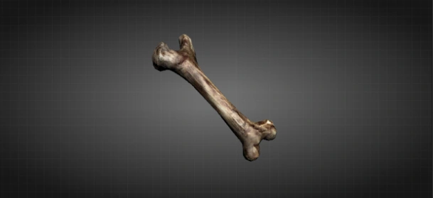 Собачья косточка