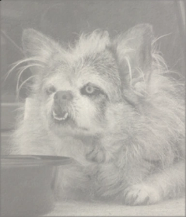 Страшная собака