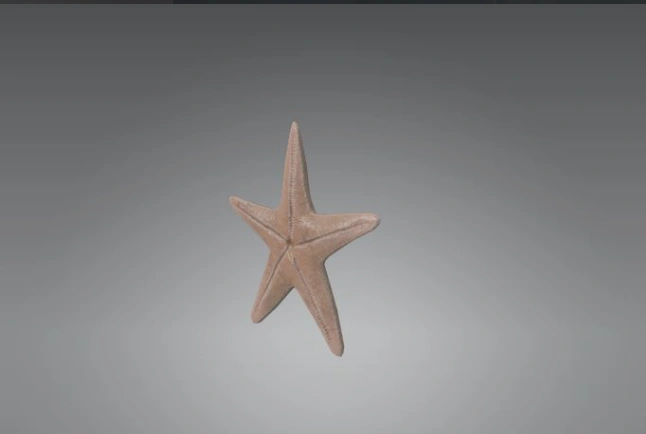 МорскаяЗвезда