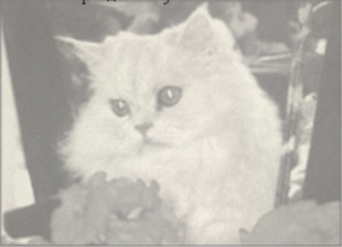 Пушистая кошка