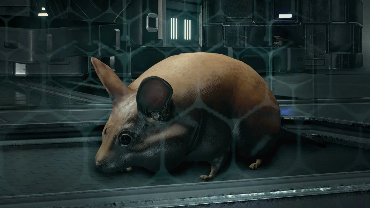 Питомец на Буре