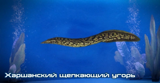 ME3 Харшанский щелкающий угорь