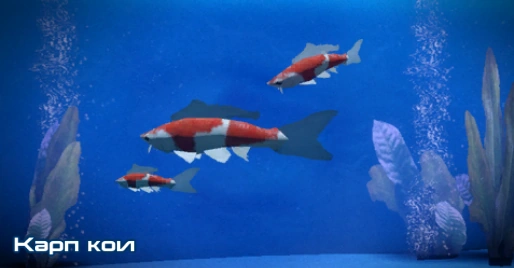 ME3 Карп кои