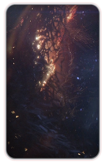 MEA Скверна (кодекс)