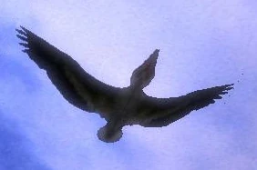 Птица (Омега Дозора - Хок - Вермайр)