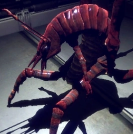 ME Рахни (кодекс)