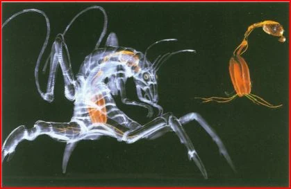 Нервная система рахни